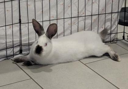 Enlarge Bucky O`Hare, a Adoptable mixed breed in Twinsburg, OH image 1/3