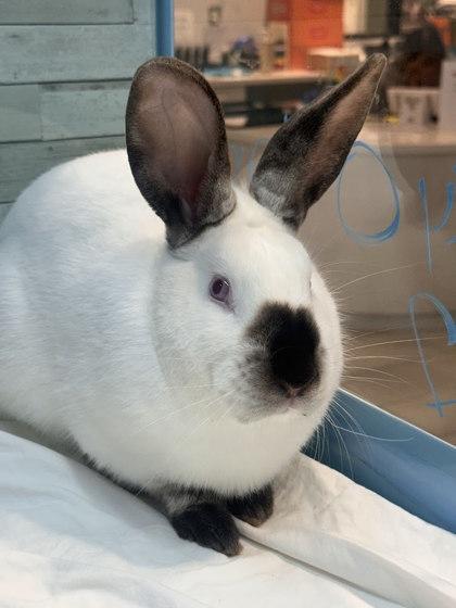 Enlarge Bucky O`Hare, a Adoptable mixed breed in Twinsburg, OH image 2/3