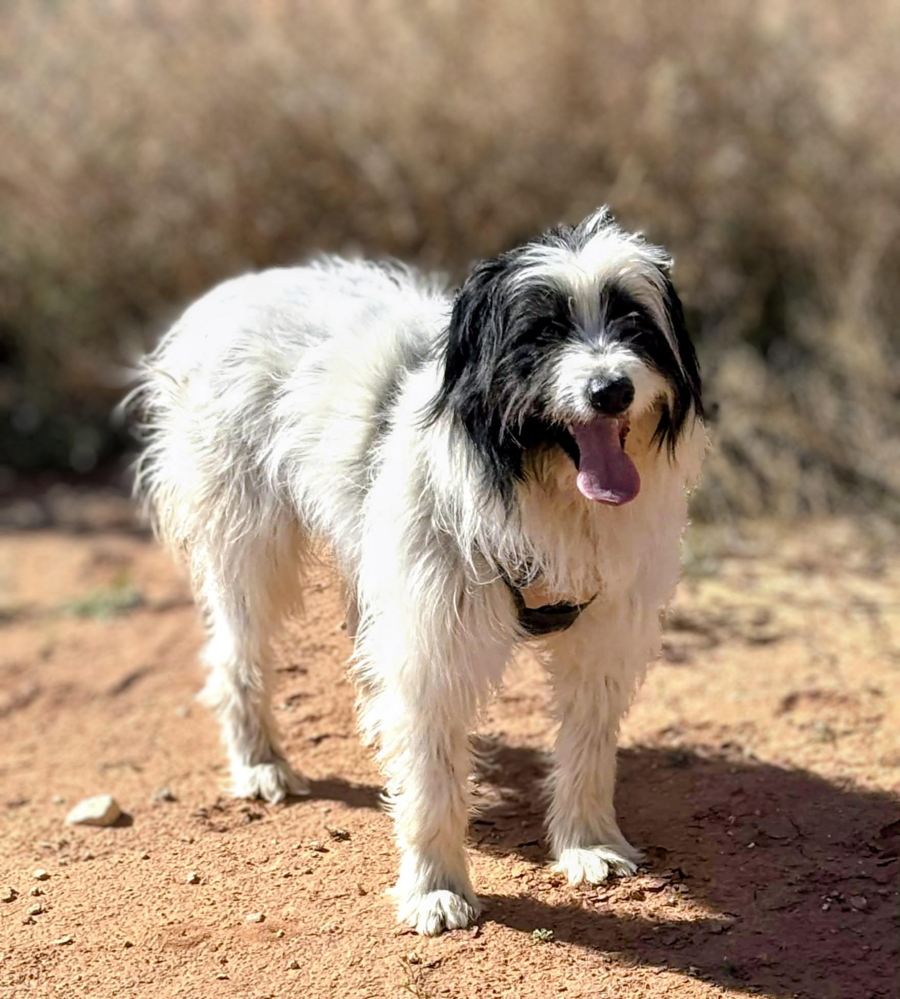 Alfie, a Adoptable mixed breed in Denver , CO image 2/5