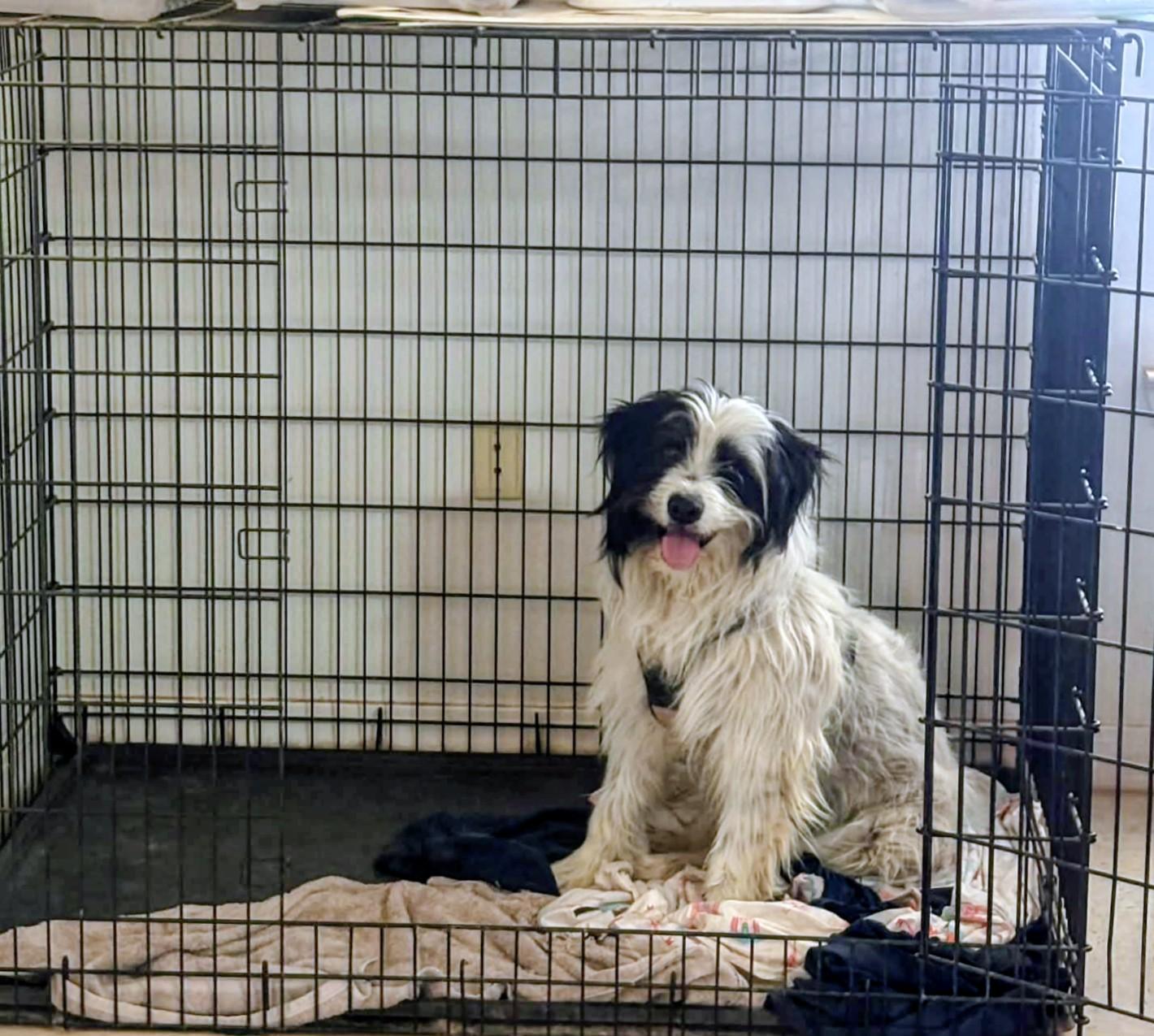 Alfie, a Adoptable mixed breed in Denver , CO image 5/5