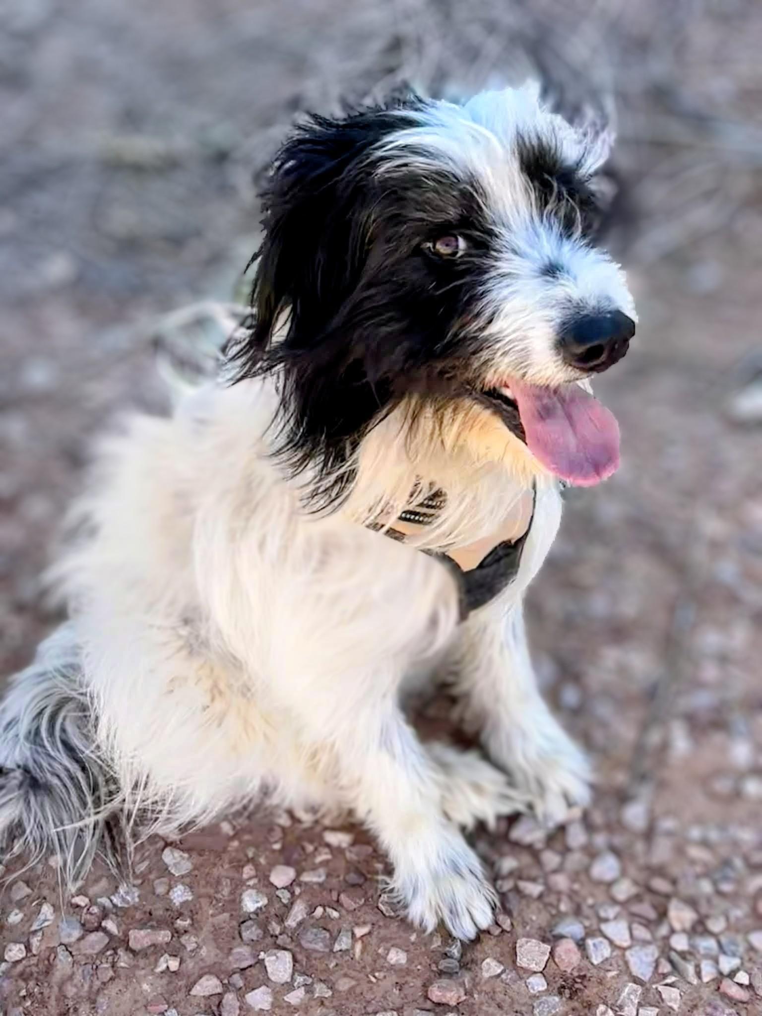 Alfie, a Adoptable mixed breed in Denver , CO image 1/5