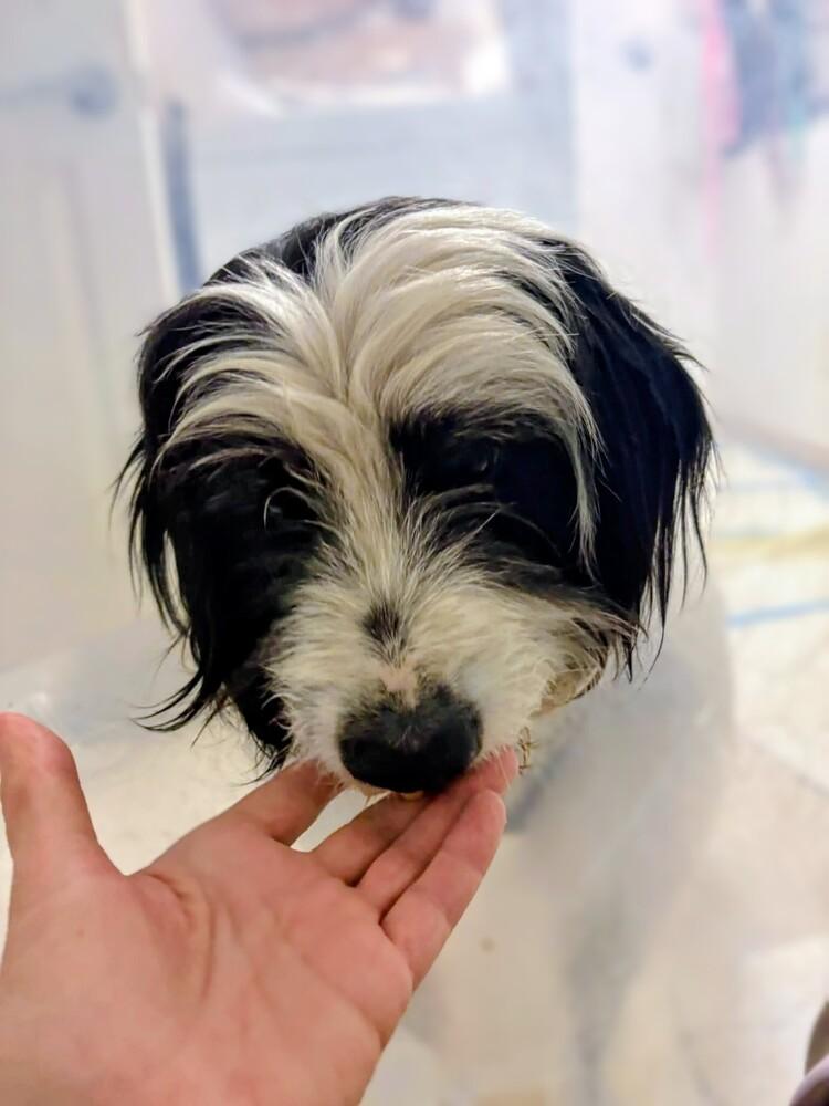 Alfie, a Adoptable mixed breed in Denver , CO image 4/5