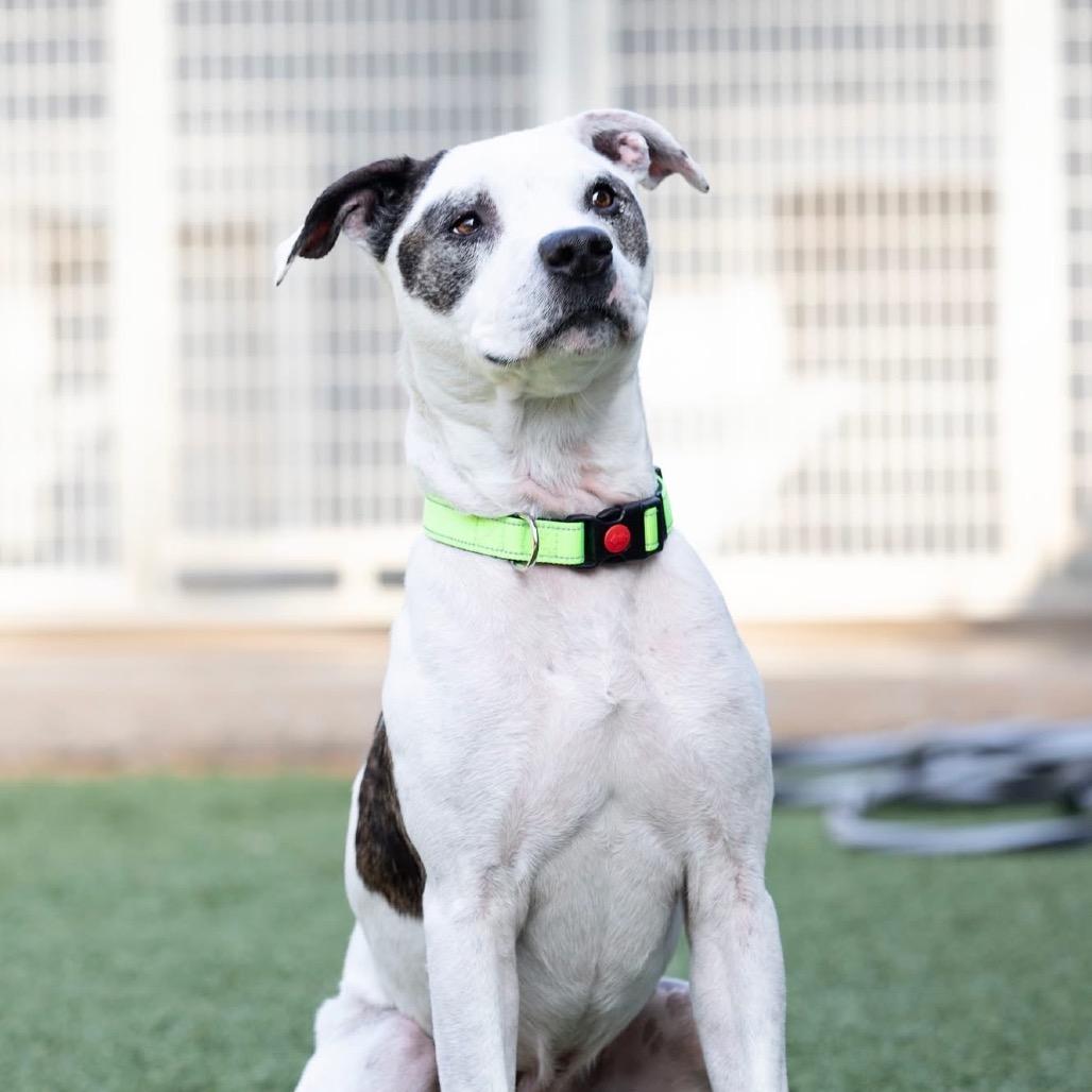 King, Adoptable, Senior Male Pit Bull Terrier.