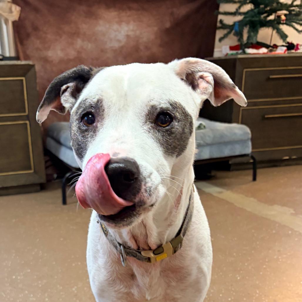 King, a Adoptable Pit Bull Terrier in Belleville, IL image 2/5