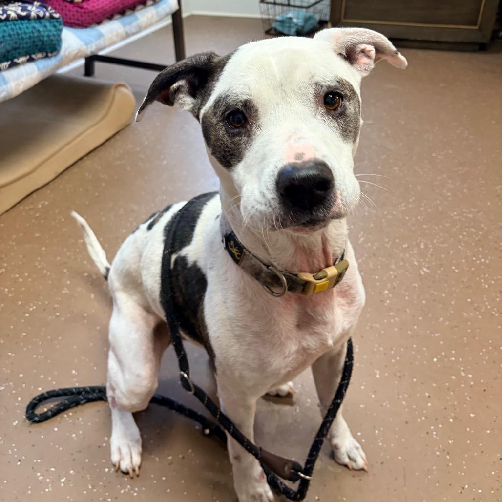 King, a Adoptable Pit Bull Terrier in Belleville, IL image 3/5