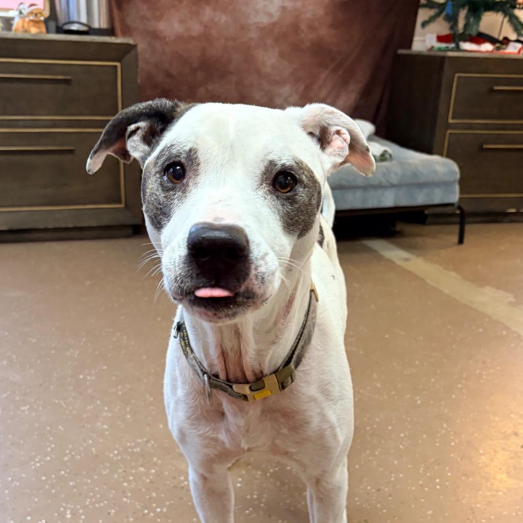 King, a Adoptable Pit Bull Terrier in Belleville, IL image 4/5