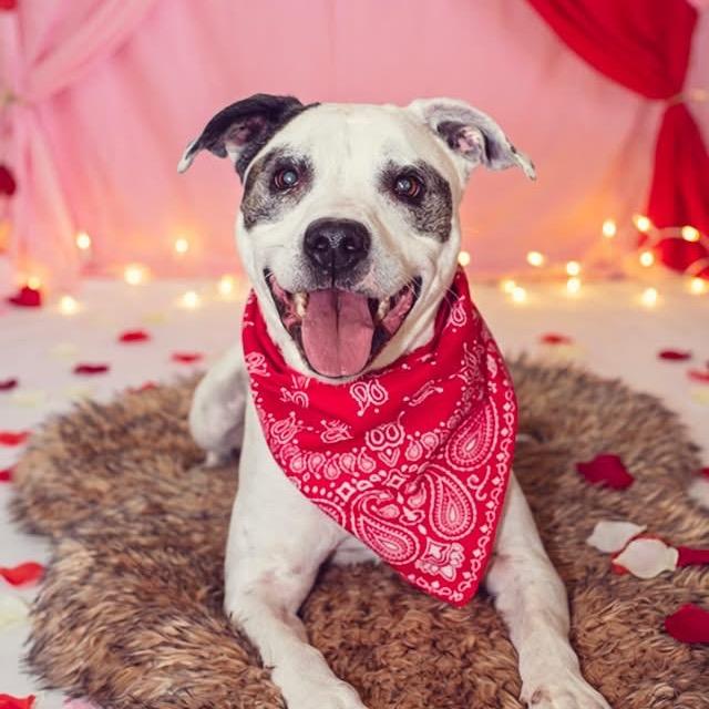 King (Reduced Adoption Fee), a Adoptable Pit Bull Terrier in Belleville, IL image 6/6