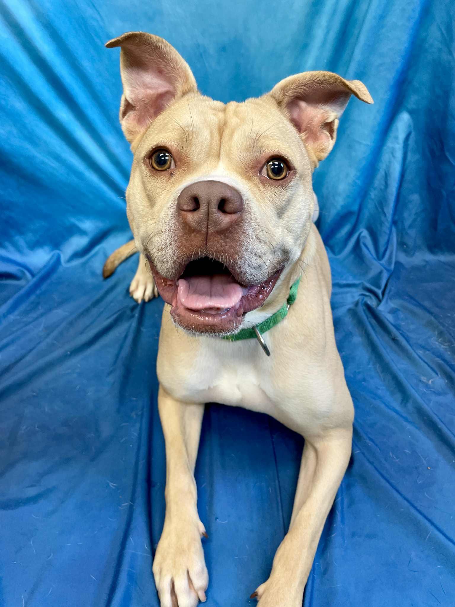 Pearl, an adoptable Boxer, Pit Bull Terrier in Waterloo, IA, 50703 | Photo Image 1