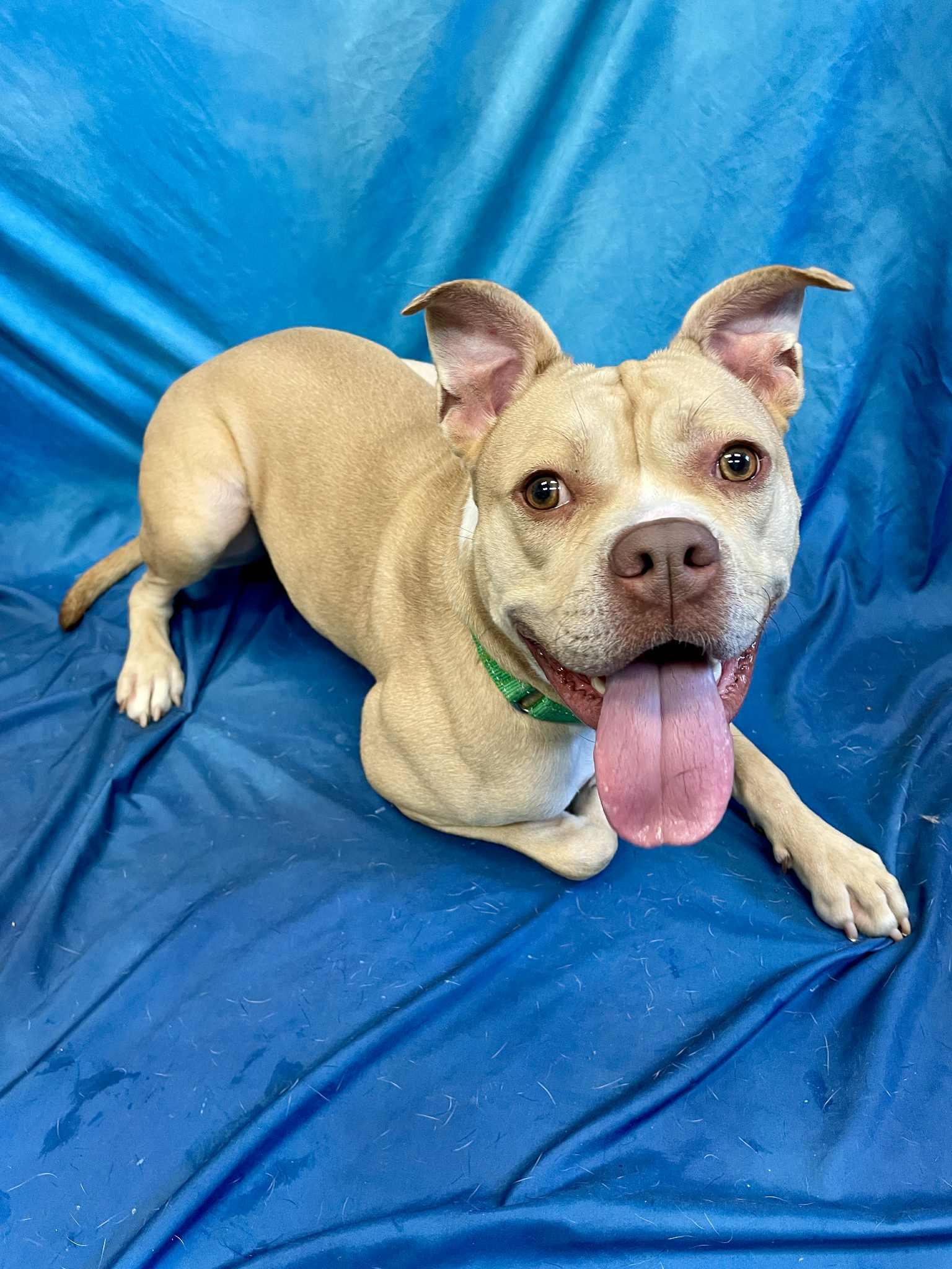 Pearl, an adoptable Boxer, Pit Bull Terrier in Waterloo, IA, 50703 | Photo Image 4