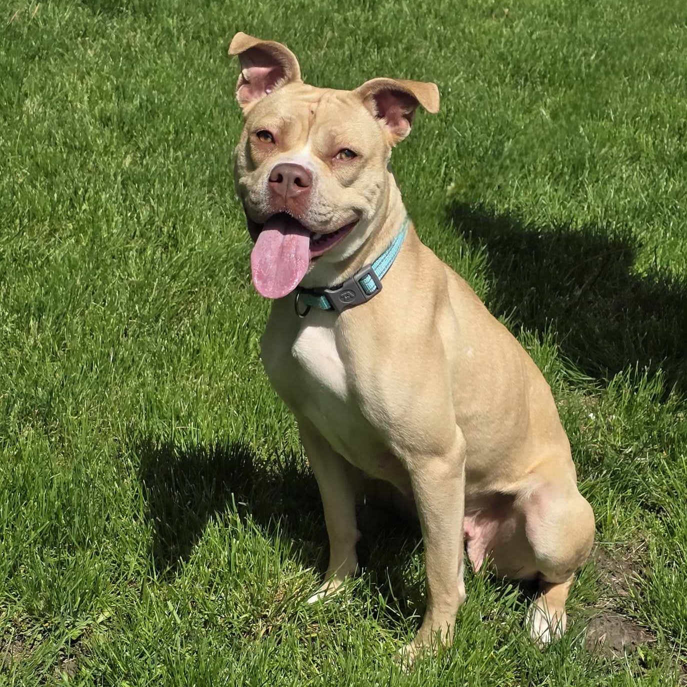 Pearl, an adoptable Boxer, Pit Bull Terrier in Waterloo, IA, 50703 | Photo Image 2