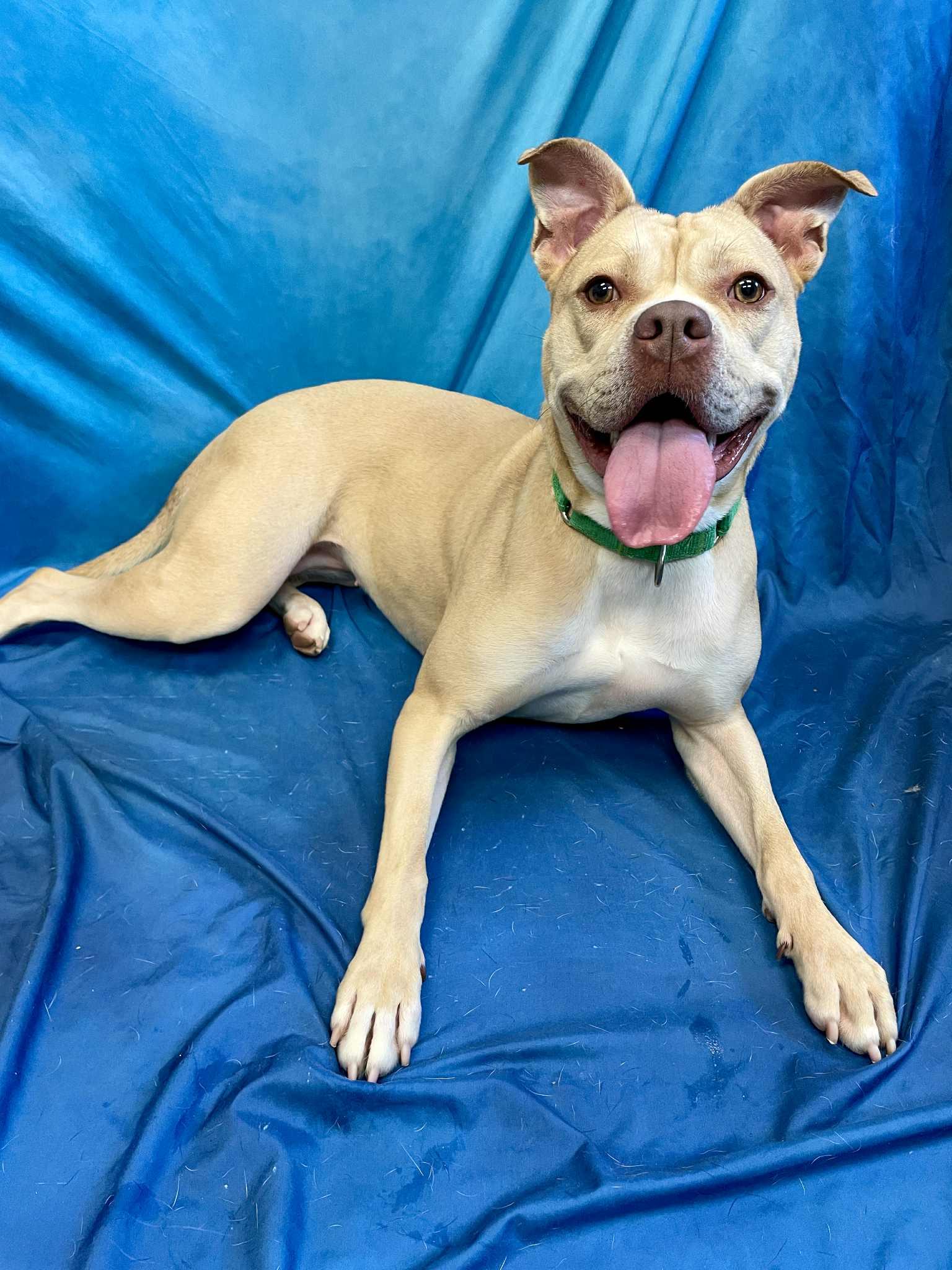 Pearl, an adoptable Boxer, Pit Bull Terrier in Waterloo, IA, 50703 | Photo Image 3