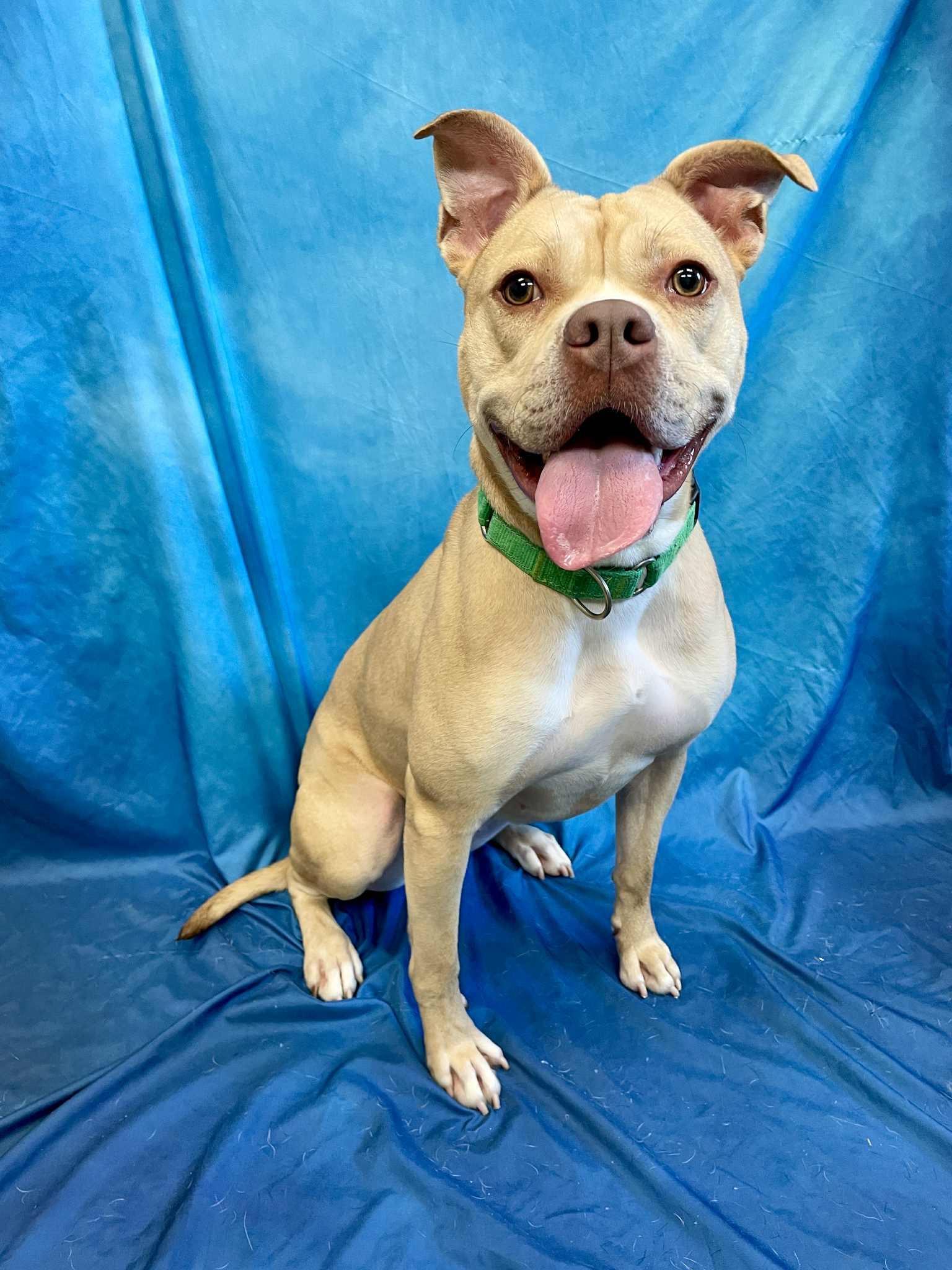 Pearl, an adoptable Boxer, Pit Bull Terrier in Waterloo, IA, 50703 | Photo Image 5
