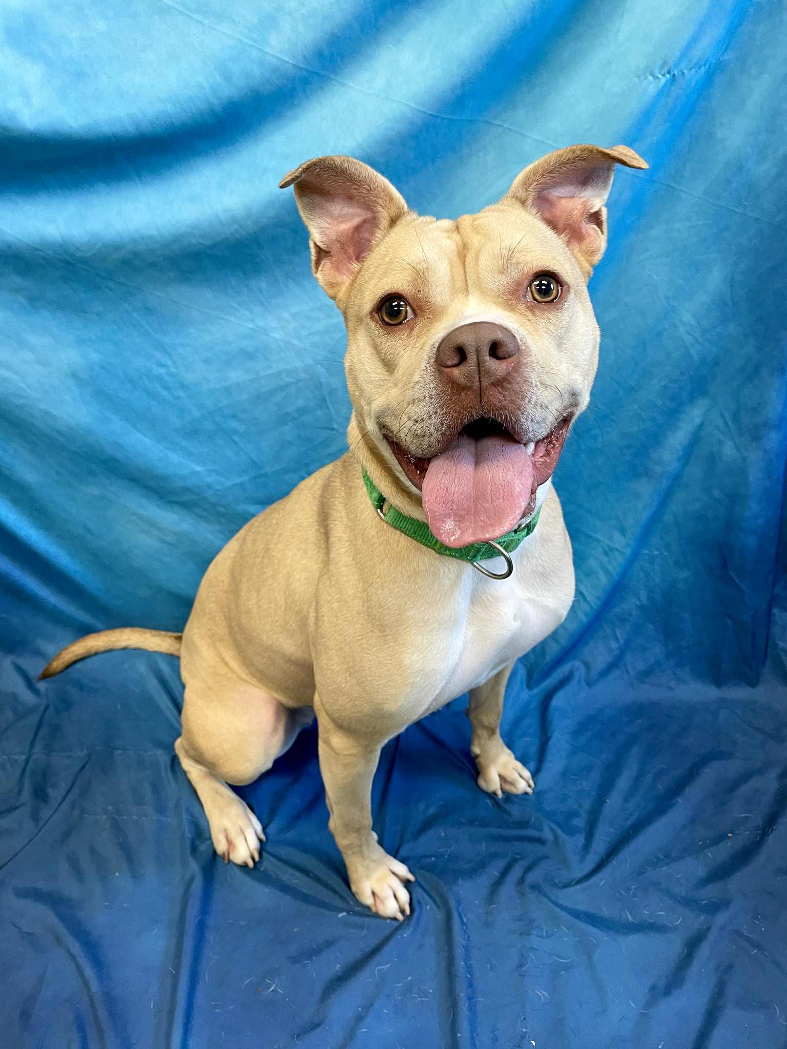 Pearl, an adoptable Boxer, Pit Bull Terrier in Waterloo, IA, 50703 | Photo Image 6