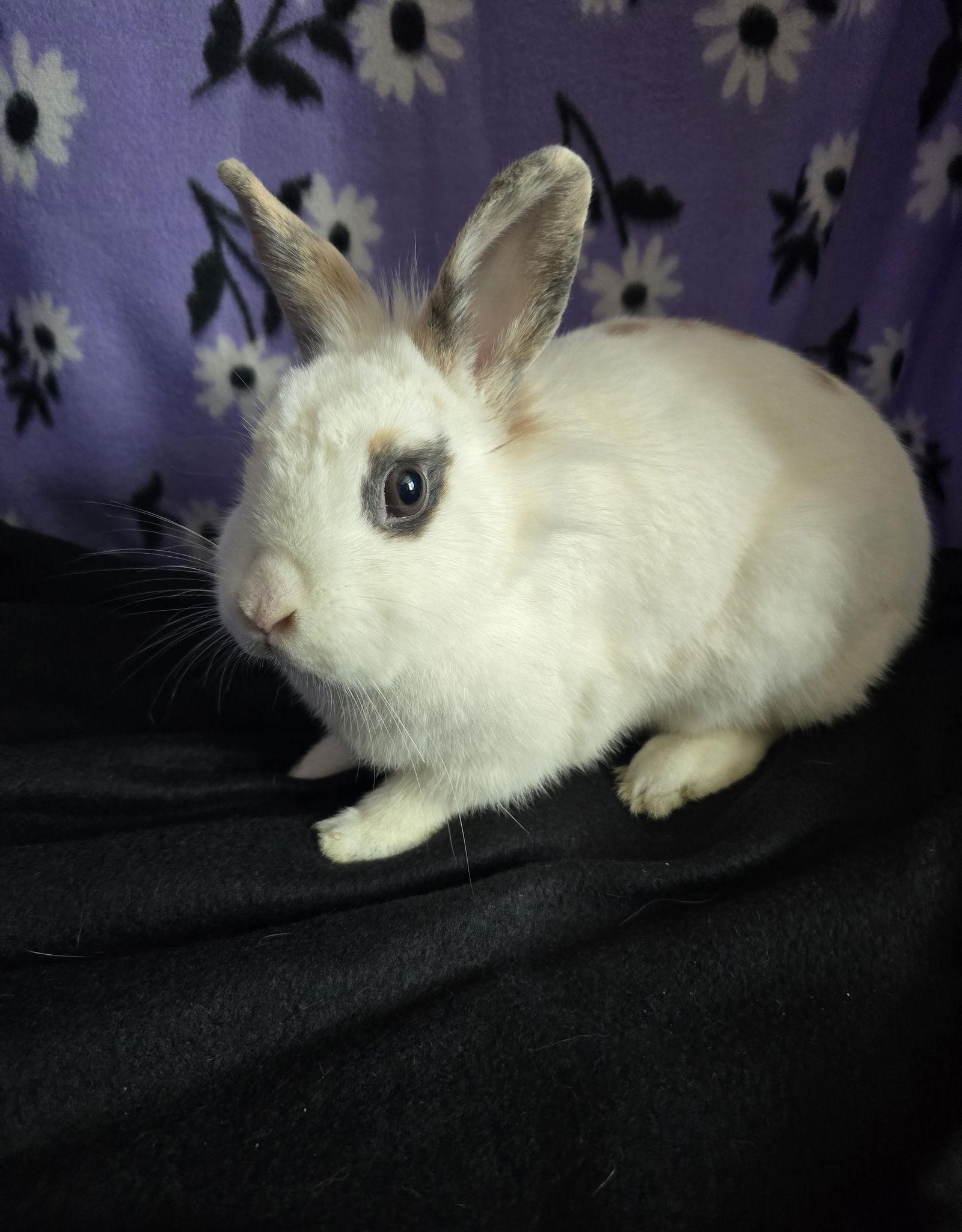 Enlarge Fleur, a Adoptable mixed breed in Philadelphia, PA image 1/3