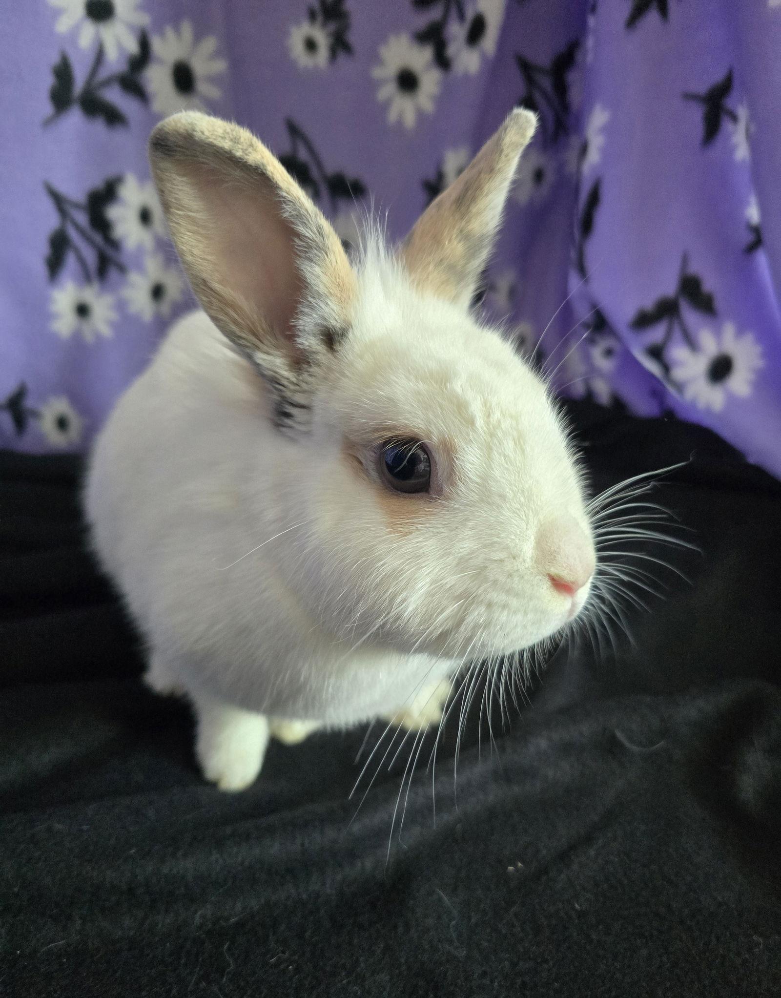 Enlarge Fleur, a Adoptable mixed breed in Philadelphia, PA image 2/3