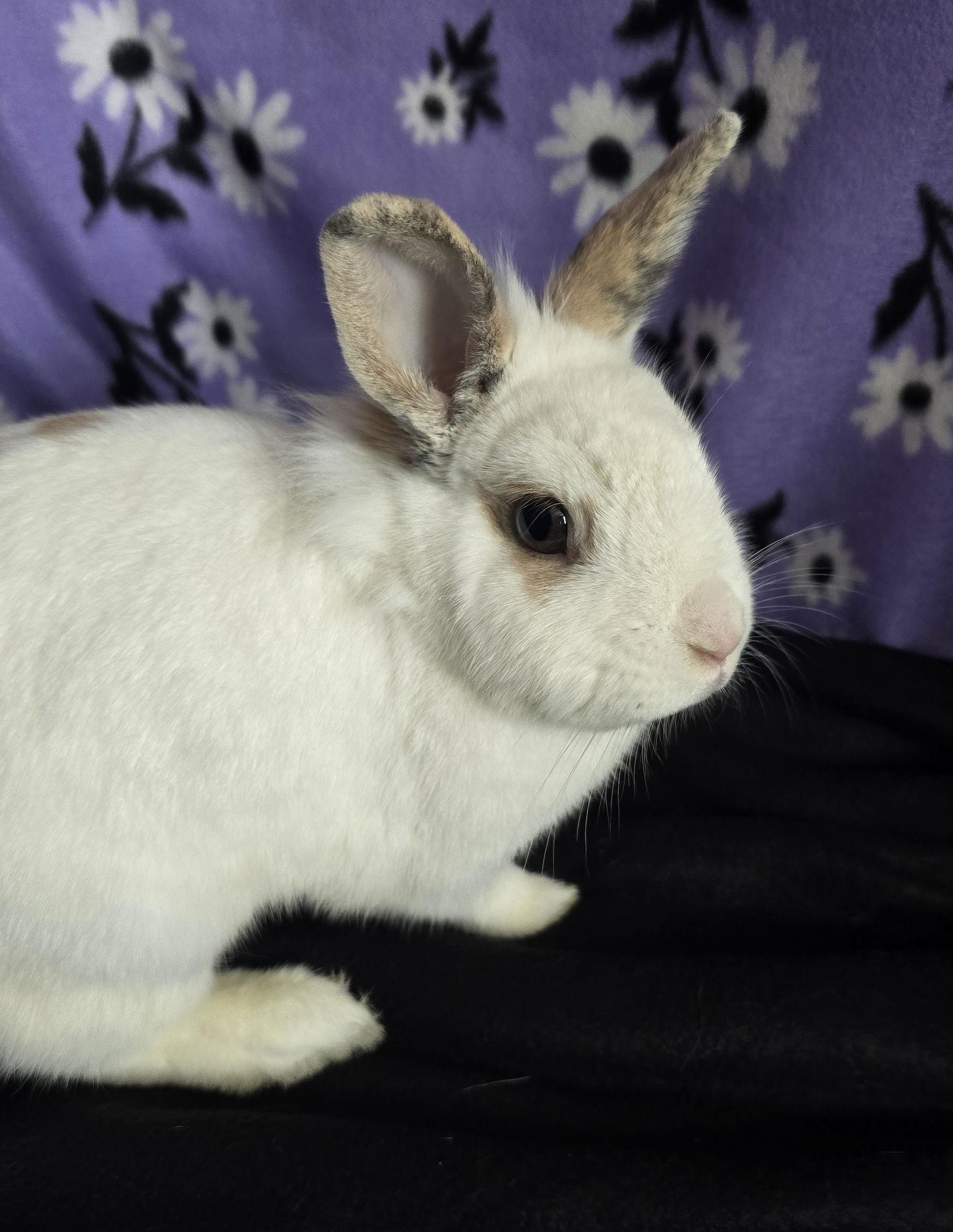 Enlarge Fleur, a Adoptable mixed breed in Philadelphia, PA image 3/3