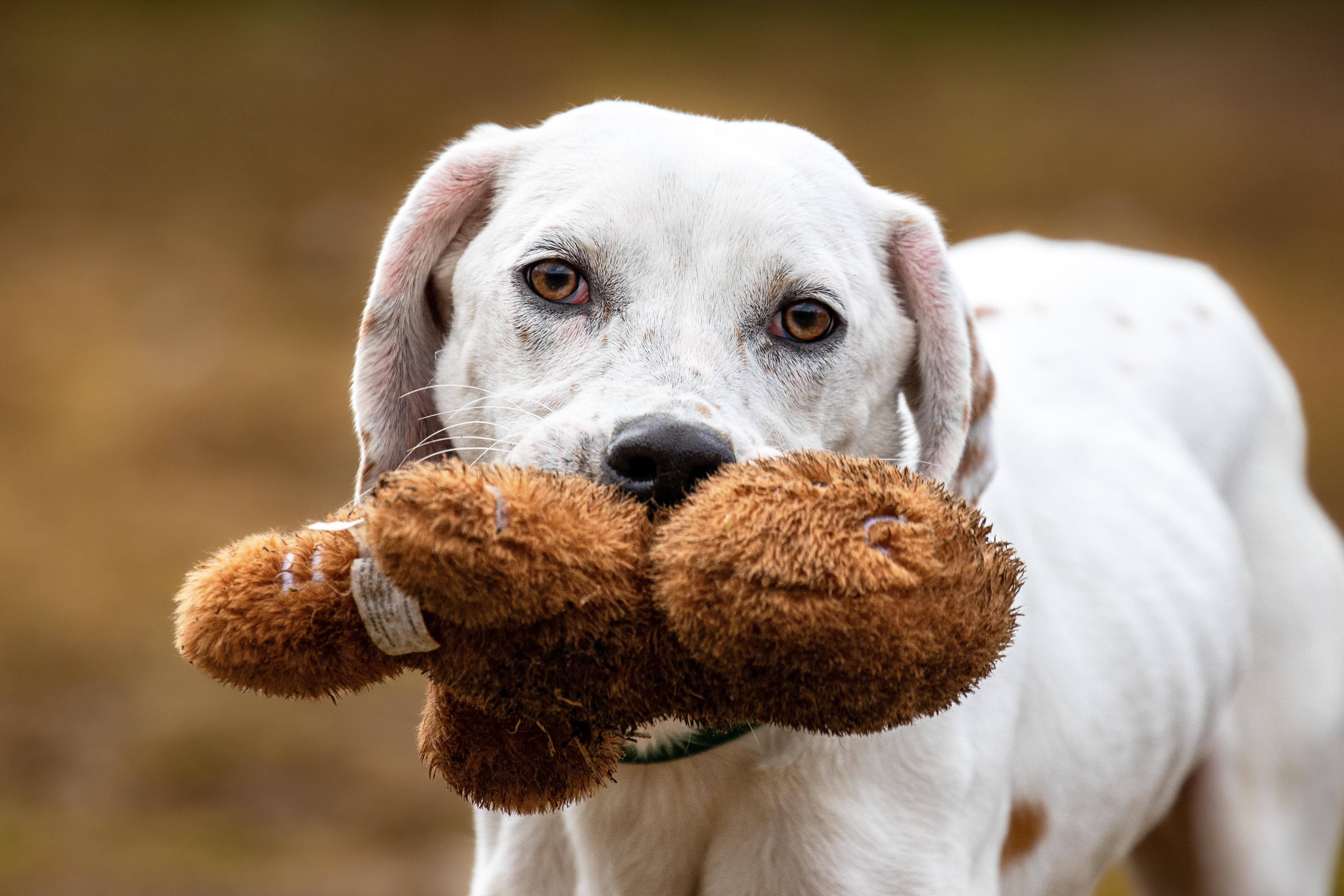 Enlarge Bo, an adoptable mixed breed in Danbury, CT image 1/4