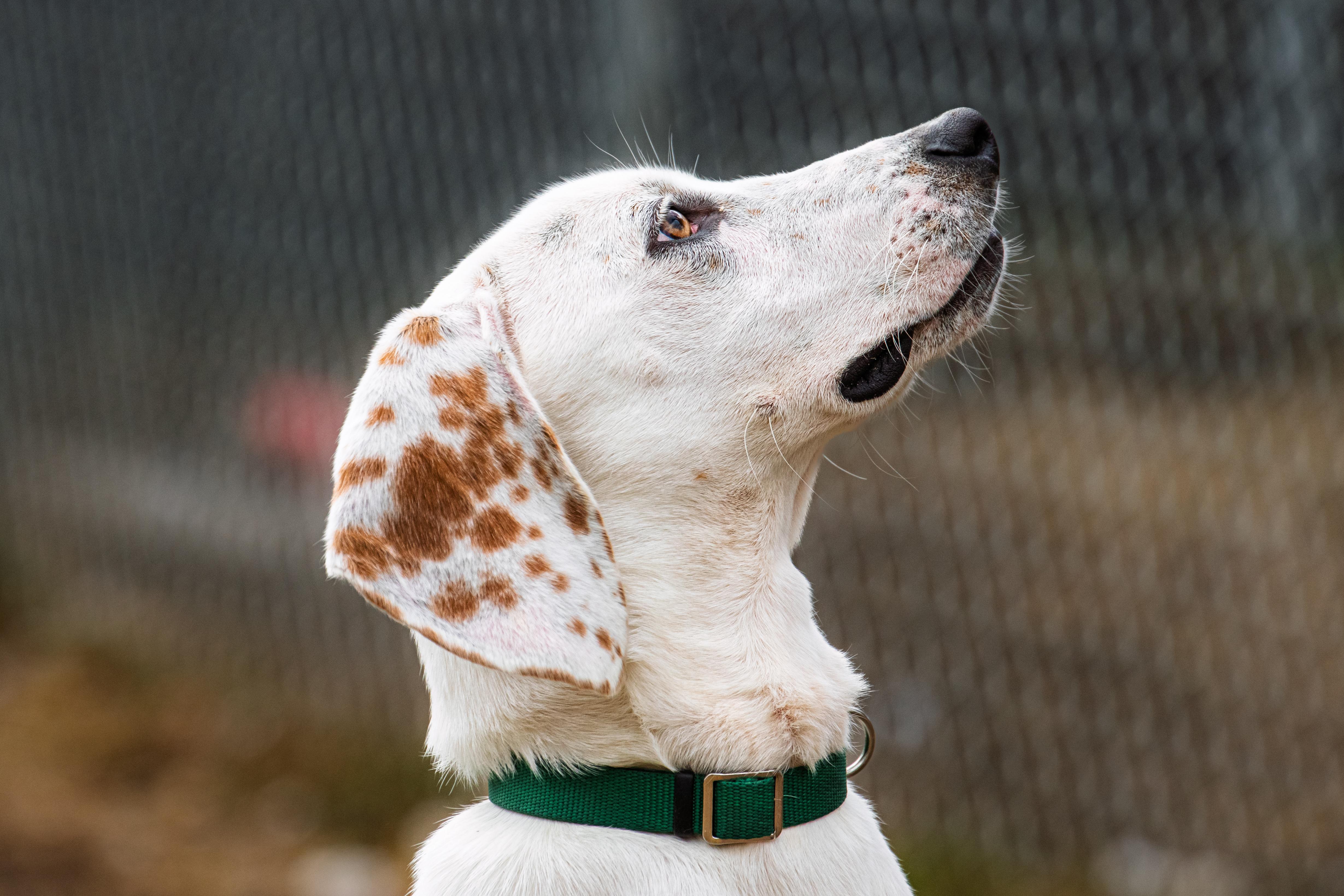 Enlarge Bo, an adoptable mixed breed in Danbury, CT image 4/4