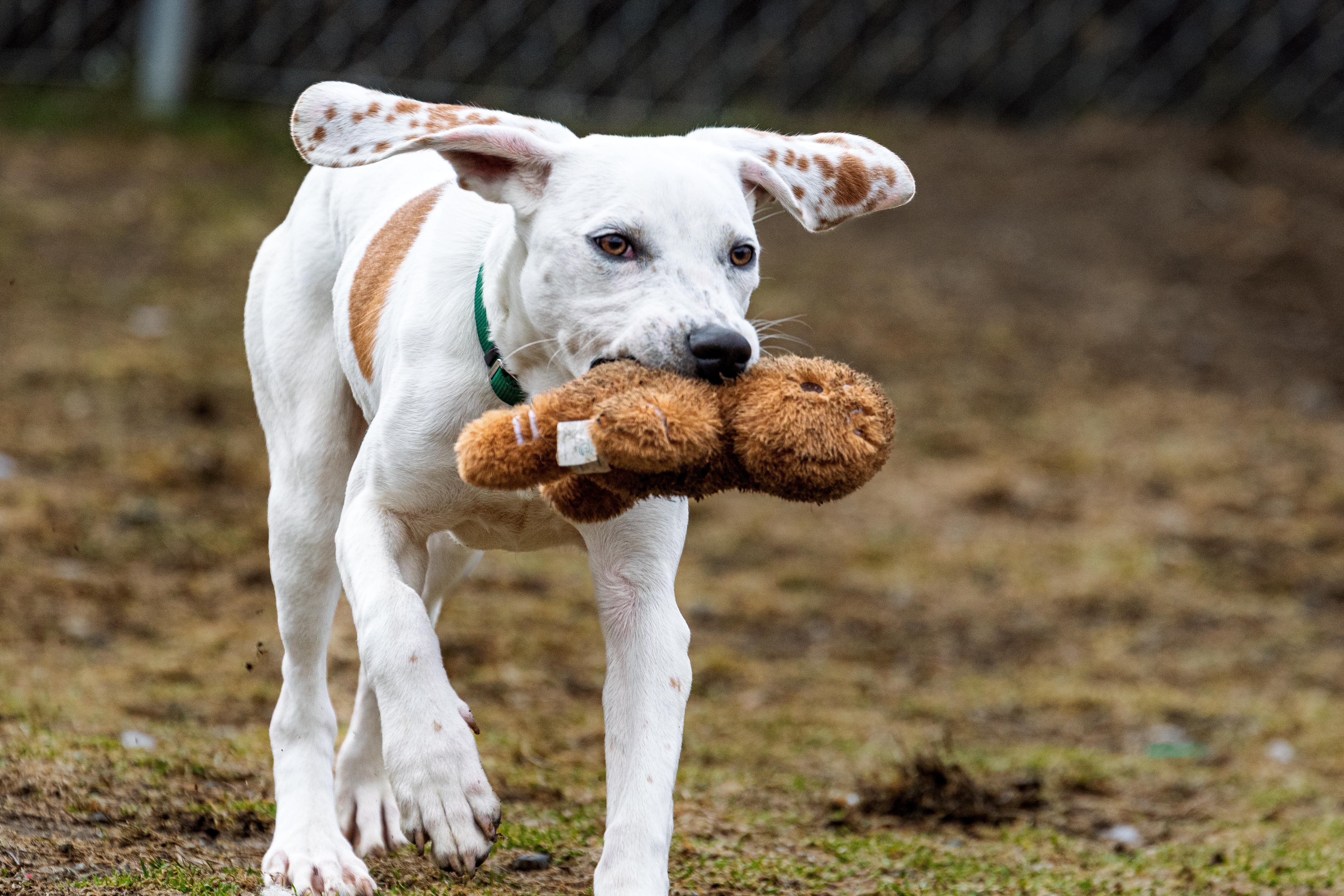 Enlarge Bo, an adoptable mixed breed in Danbury, CT image 3/4