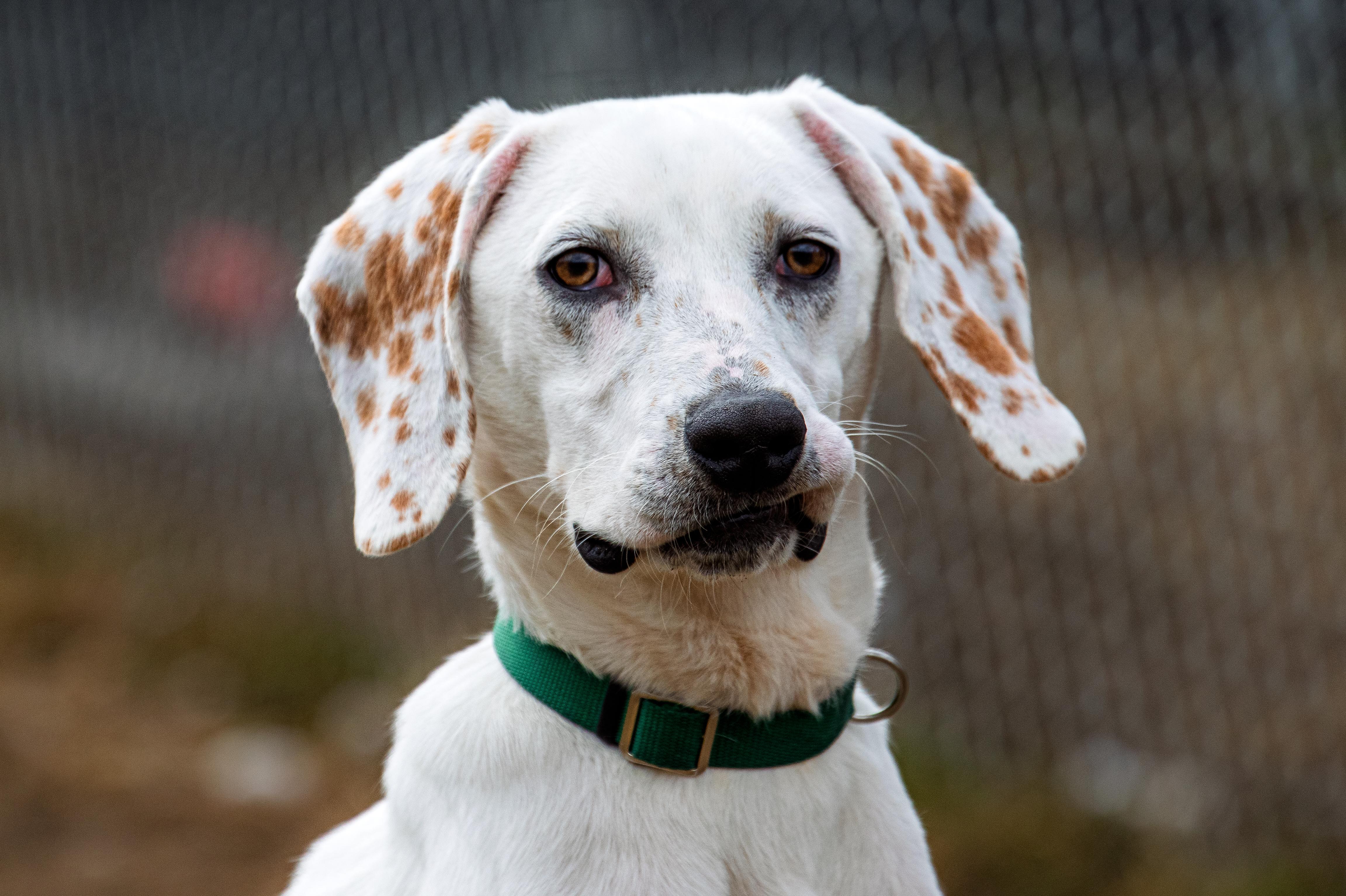 Enlarge Bo, an adoptable mixed breed in Danbury, CT image 2/4