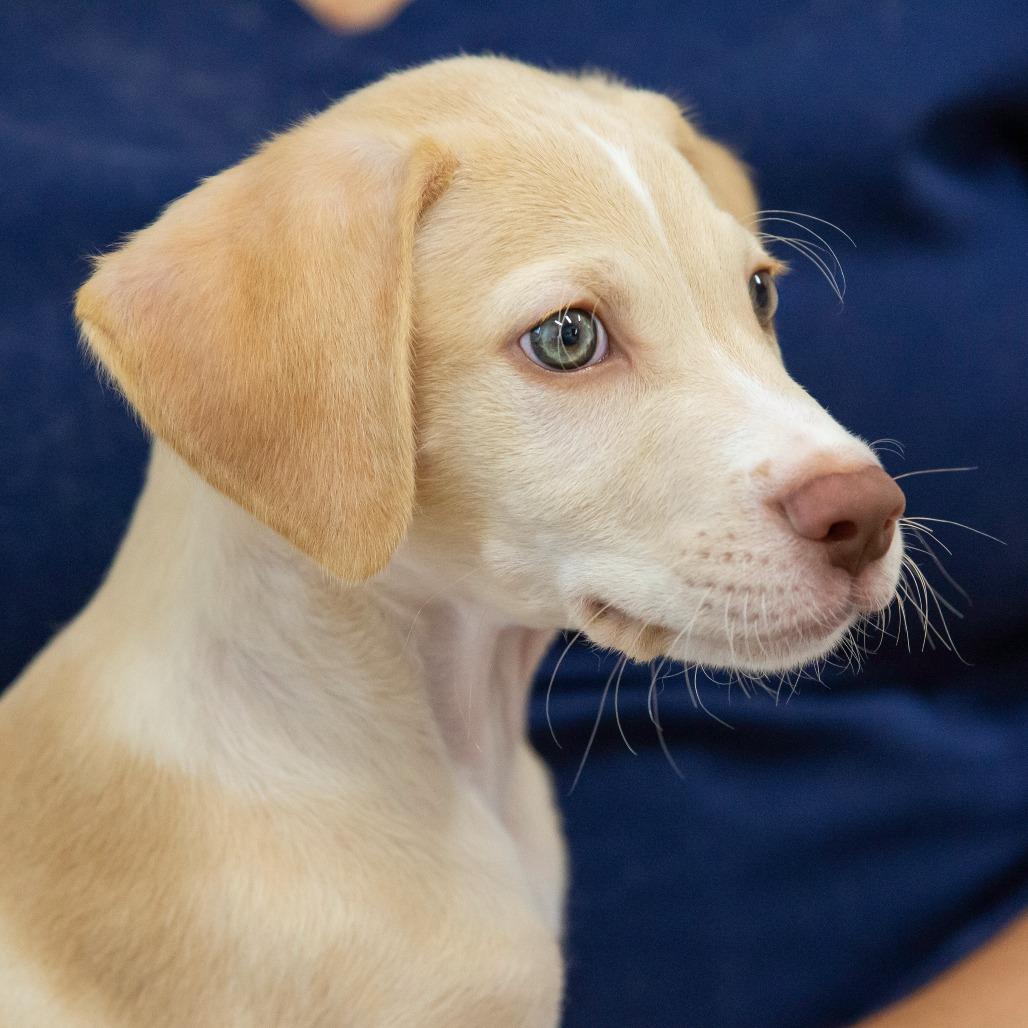 Enlarge Hemlock, a Adoptable Mixed Breed in Cartersville, GA image 1/3