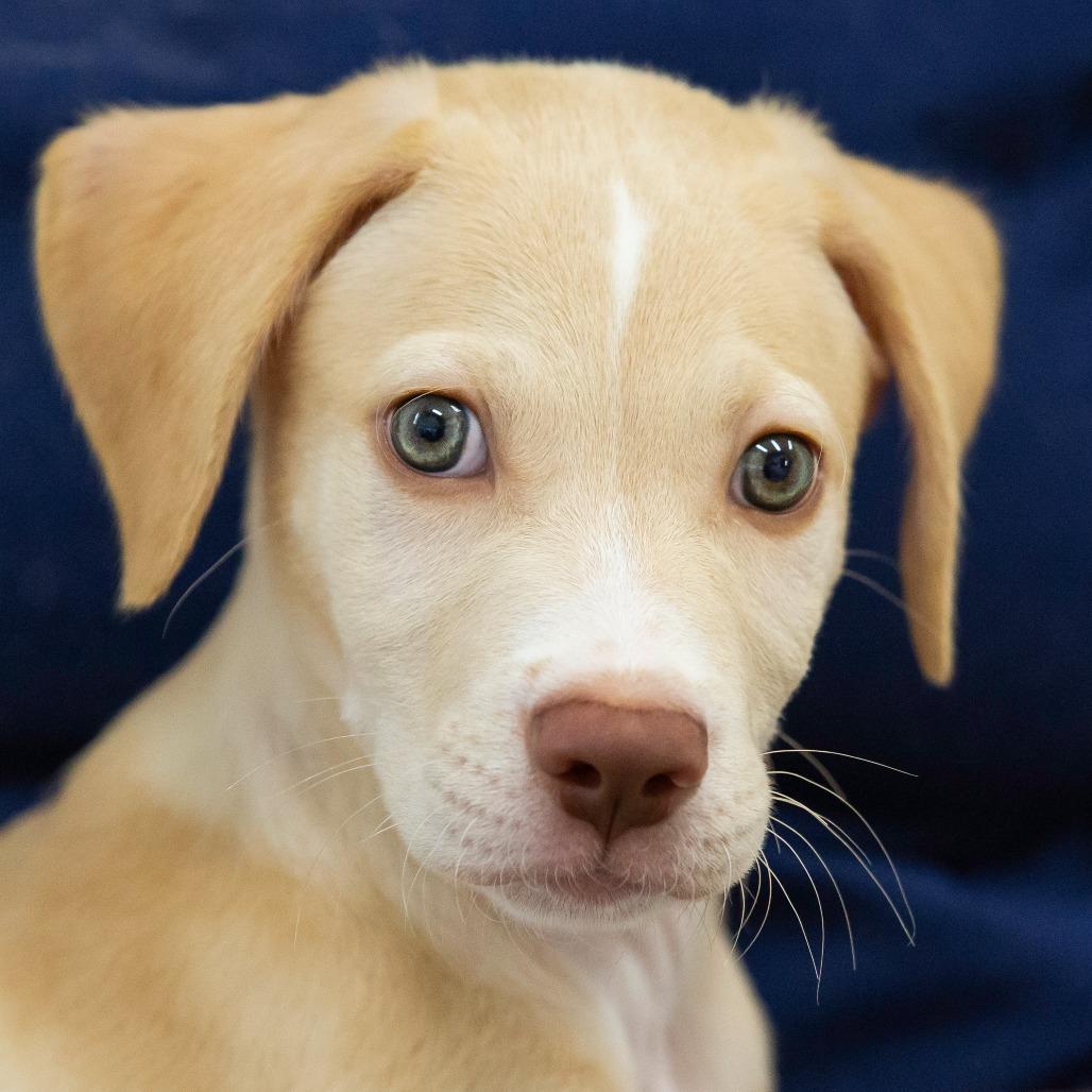 Enlarge Hemlock, a Adoptable Mixed Breed in Cartersville, GA image 2/3