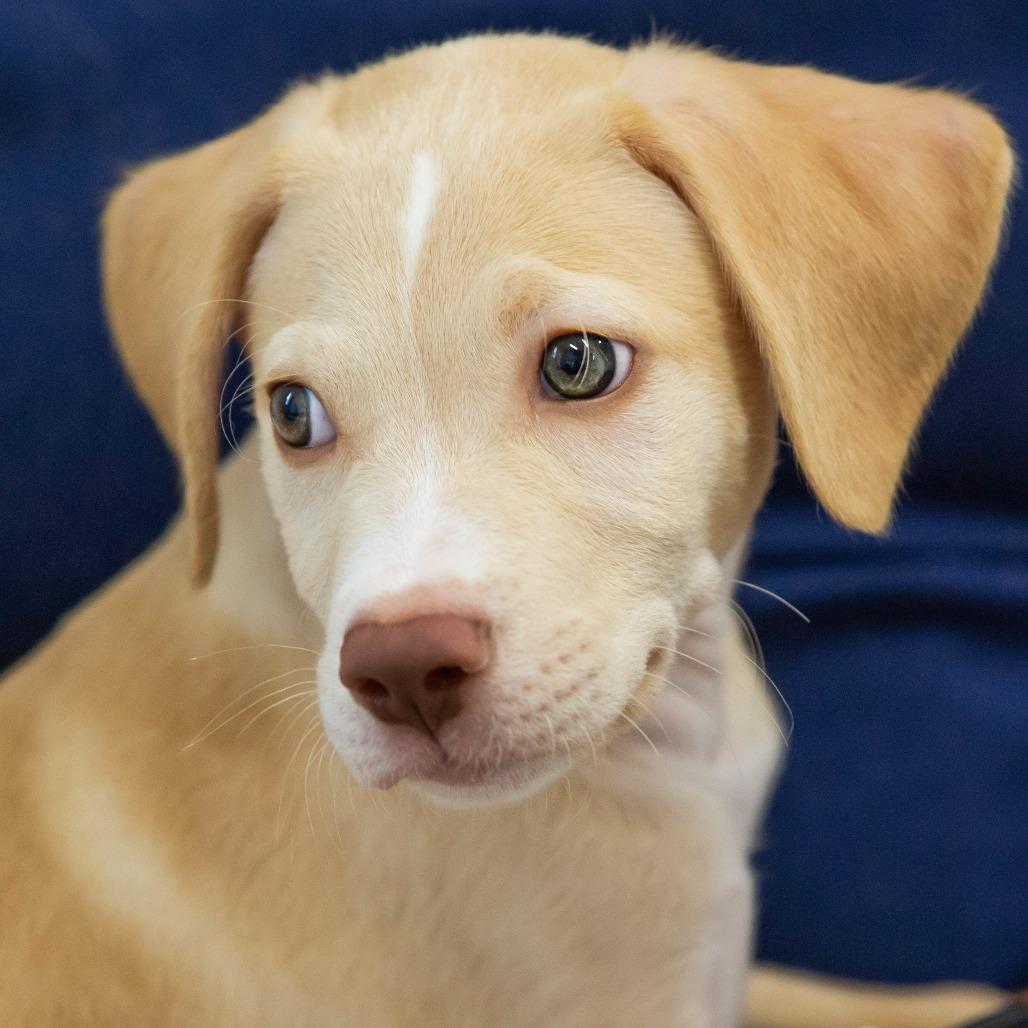 Enlarge Hemlock, a Adoptable Mixed Breed in Cartersville, GA image 3/3