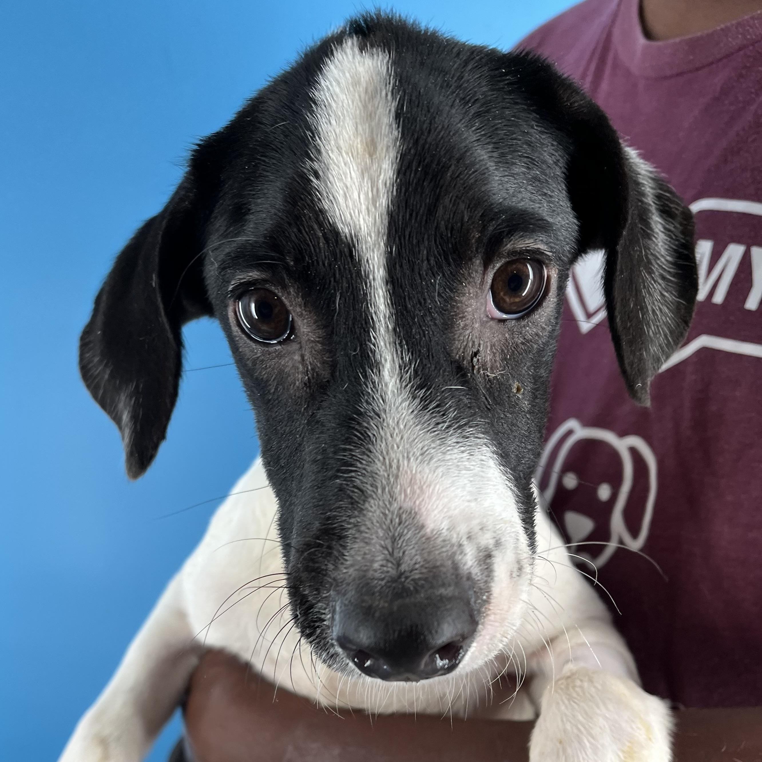 Eddy - Local August 22-24, Young Male unknown