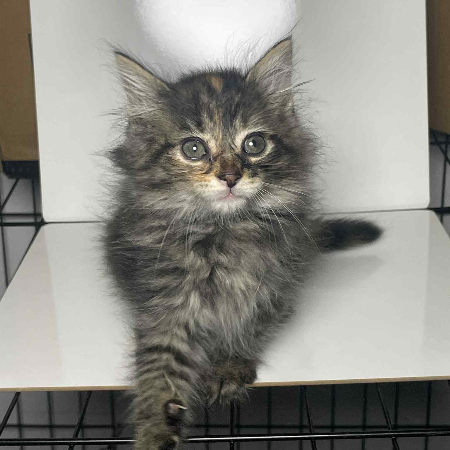 Dapple, Baby Female Maine Coon