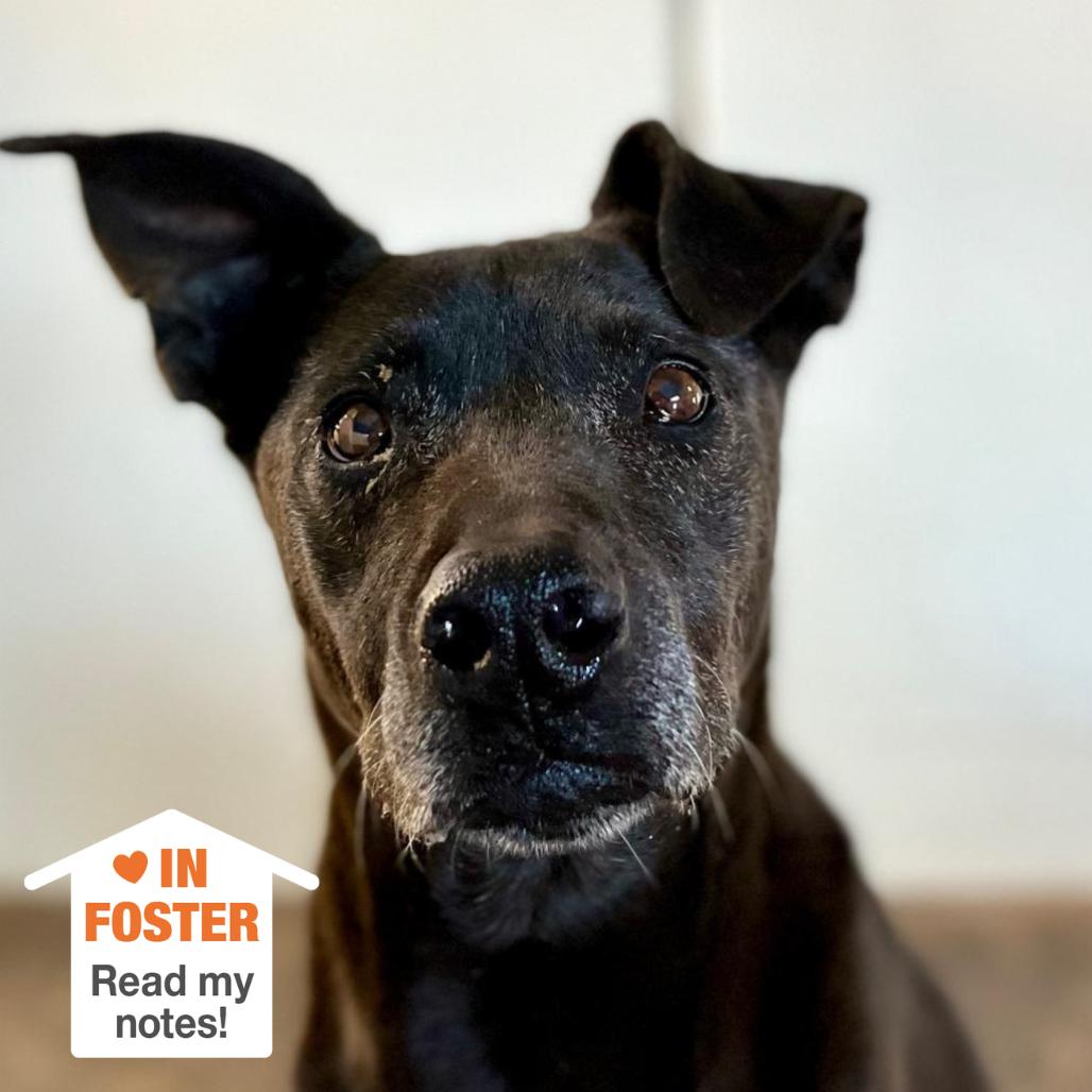 Winter, Adoptable, Senior Female Pit Bull Terrier & Whippet.