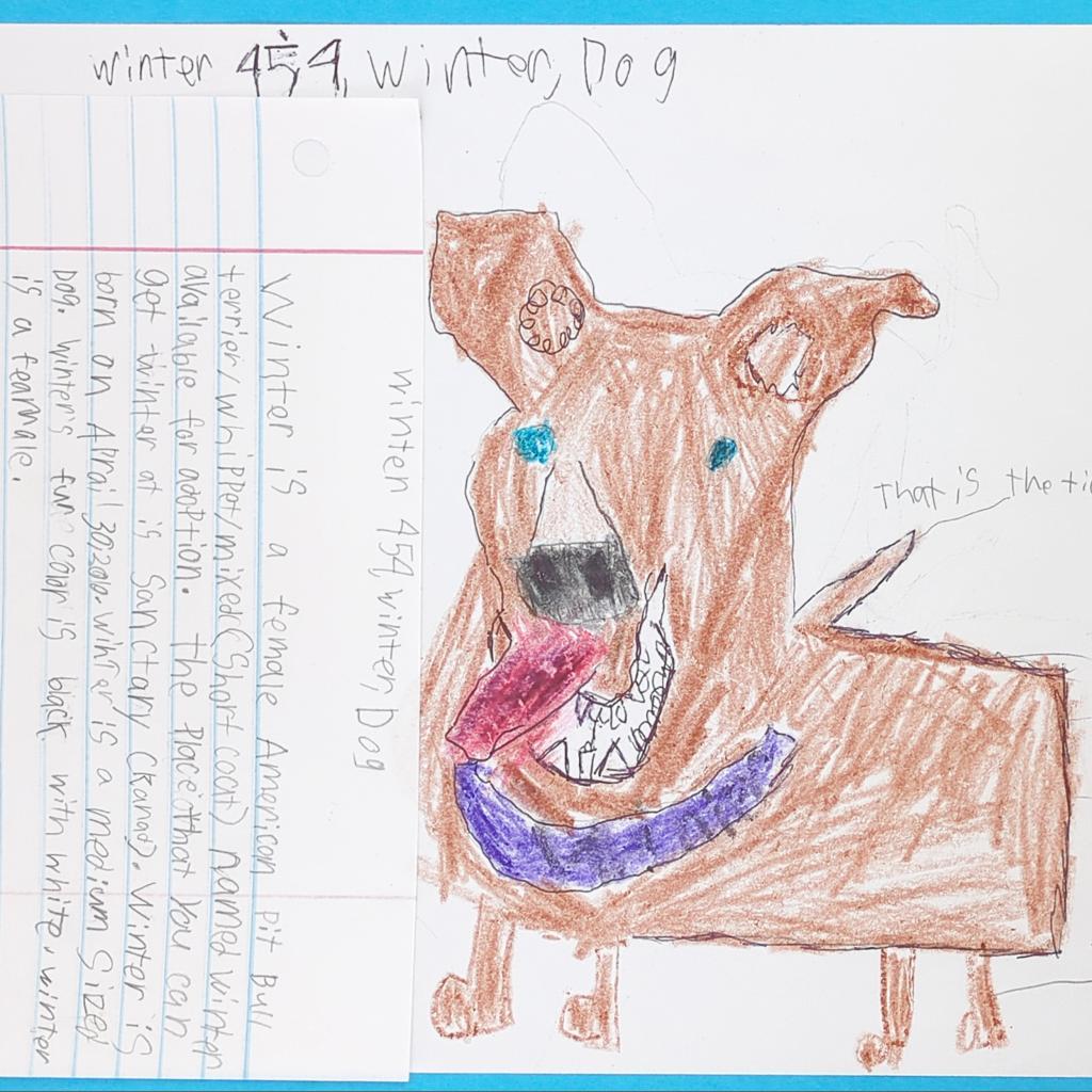 Winter, a Adoptable mixed breed in Kanab, UT image 2/6