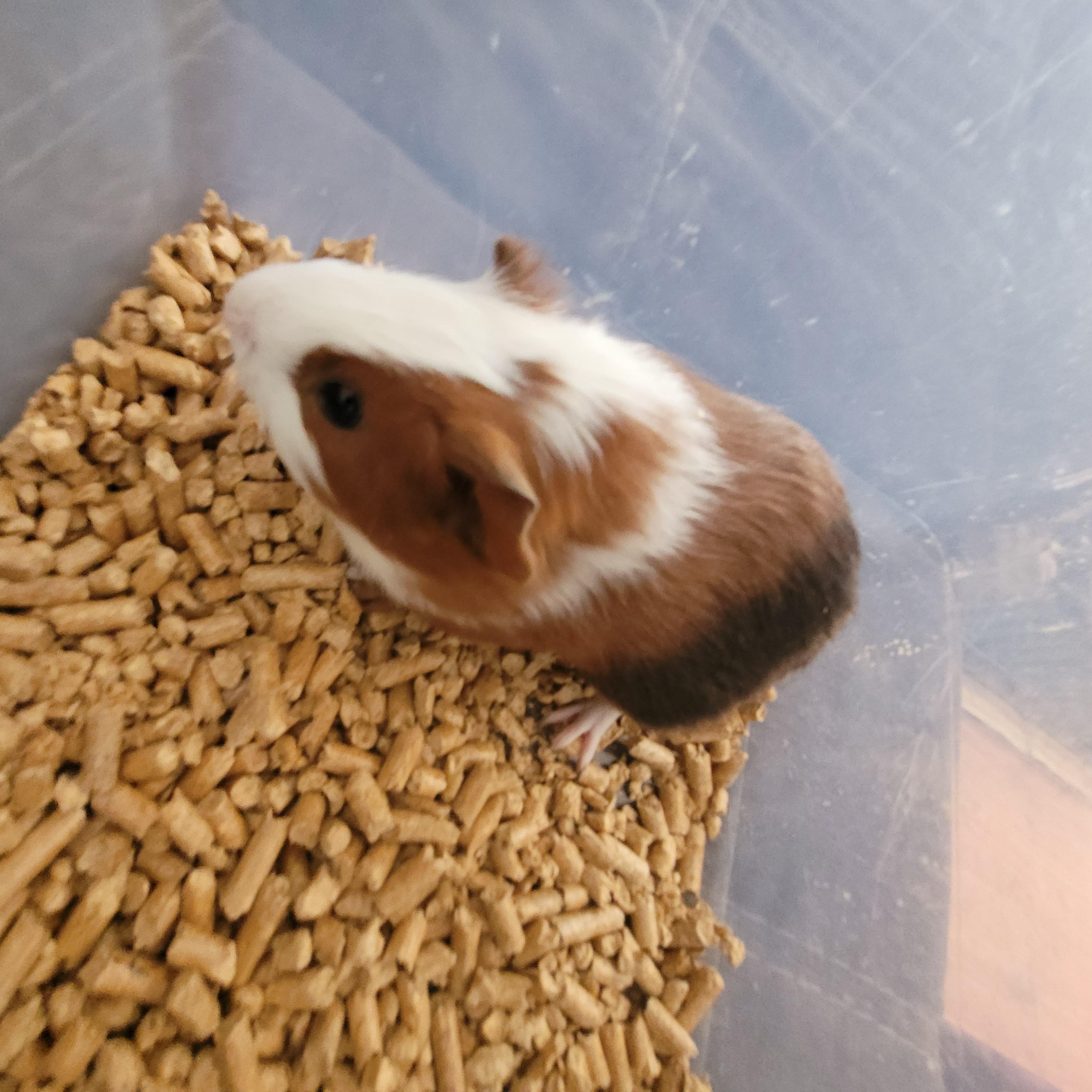 Enlarge CARROT & BEAN, a ADOPTABLE Guinea Pig in Hamilton, NJ image 3/4