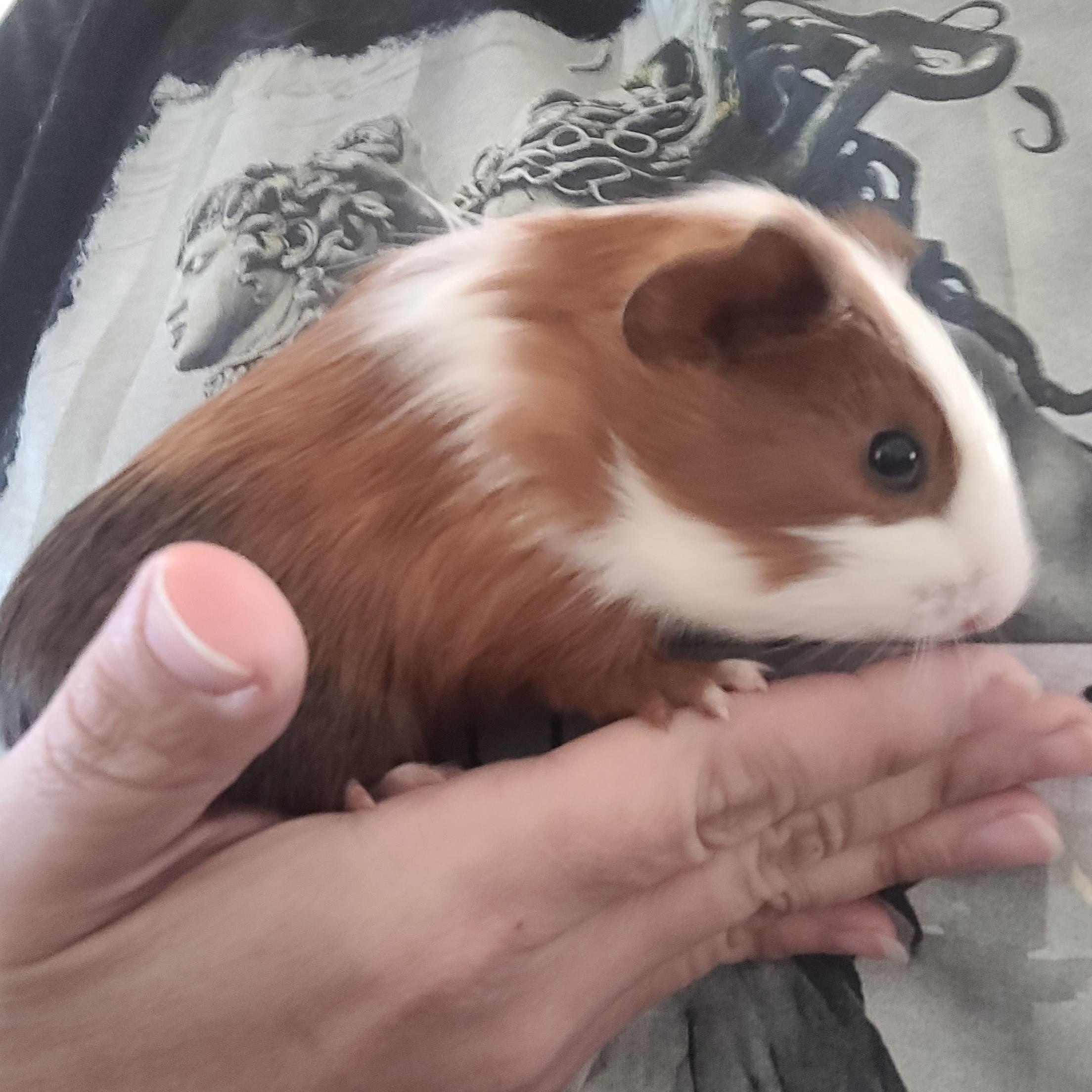 Enlarge CARROT & BEAN, a ADOPTABLE Guinea Pig in Hamilton, NJ image 4/4
