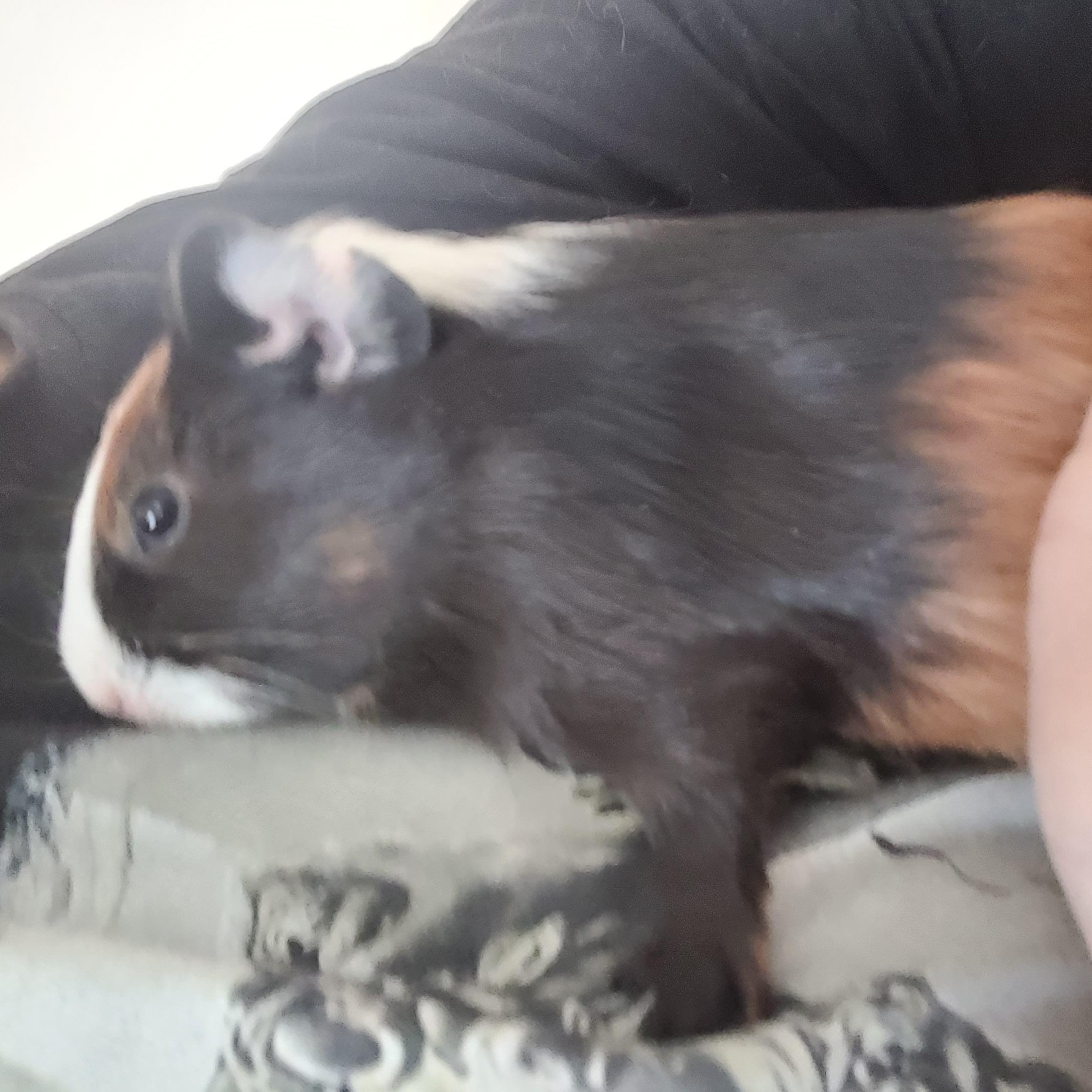 Enlarge CARROT & BEAN, a ADOPTABLE Guinea Pig in Hamilton, NJ image 2/4