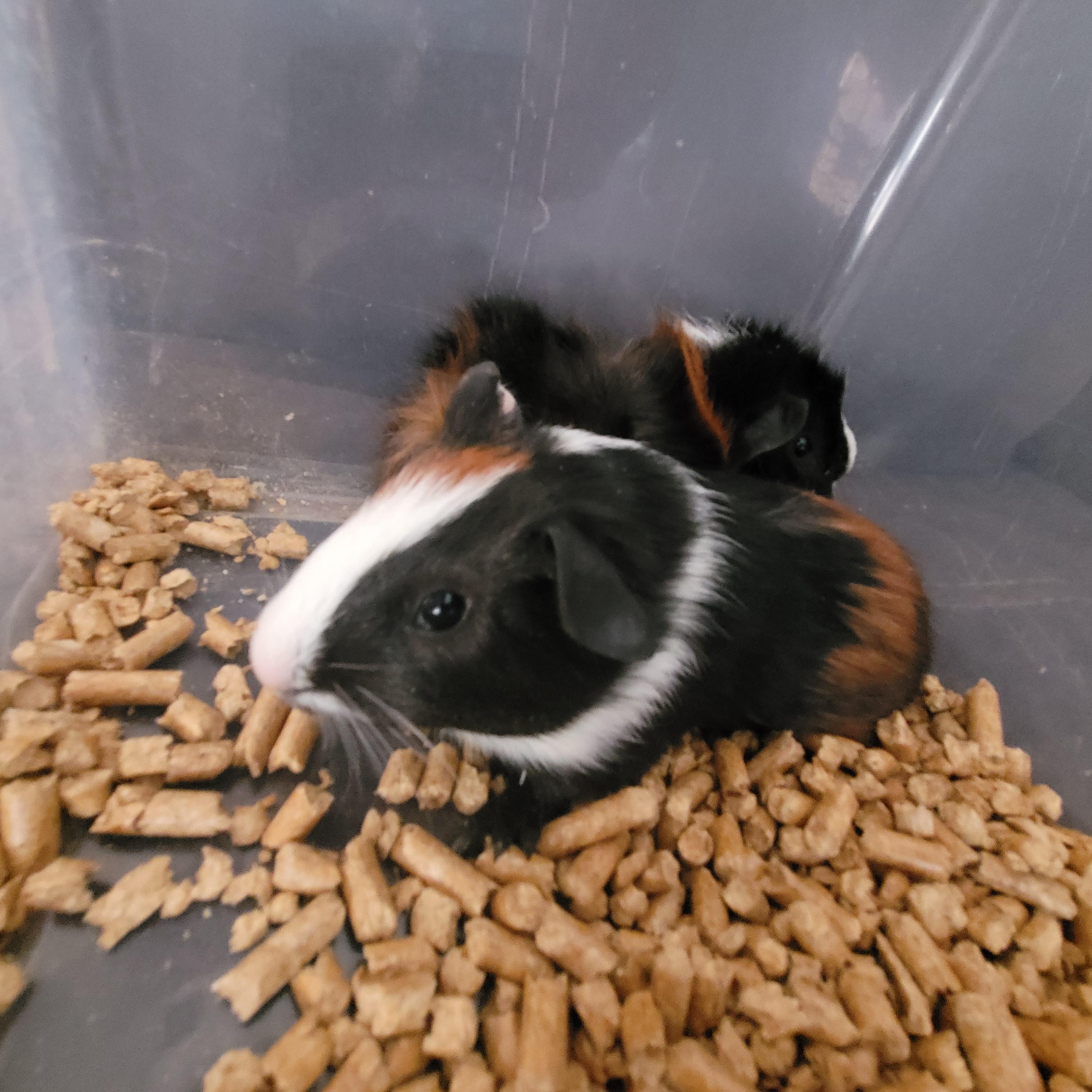 Enlarge CARROT & BEAN, a ADOPTABLE Guinea Pig in Hamilton, NJ image 1/4