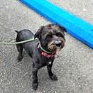 Yeti, ADOPTABLE, Young Male Terrier.