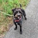 Yeti, a ADOPTABLE mixed breed in Long Beach, WA image 2/3