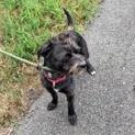 Yeti, a ADOPTABLE mixed breed in Long Beach, WA image 3/3
