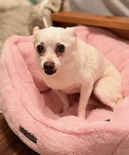 Enlarge MATILDA, a Adoptable Chihuahua in San Jose, CA image 1/1