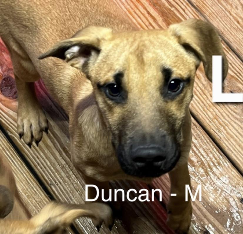 Duncan, ADOPTABLE, Puppy Male Shepherd.