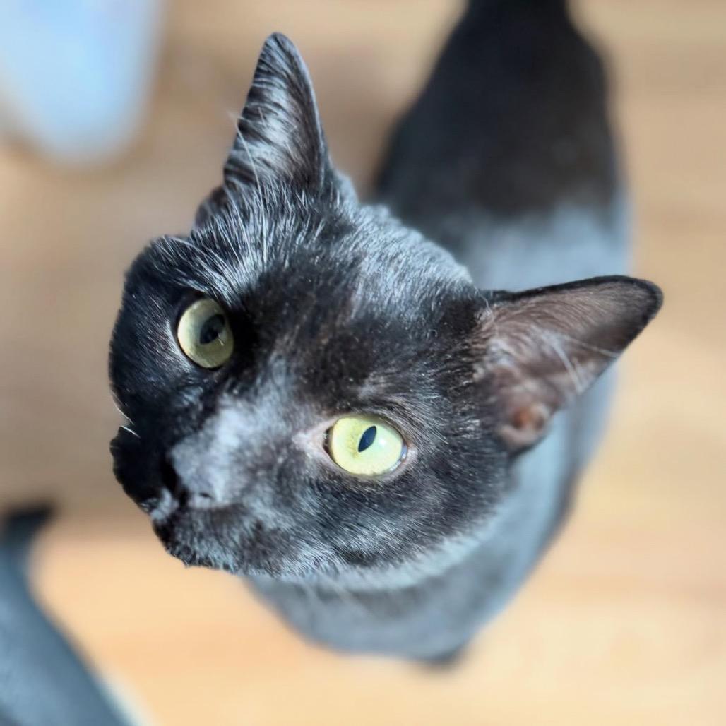 Foxwoods Casino, Adoptable, Adult Male Domestic Short Hair.