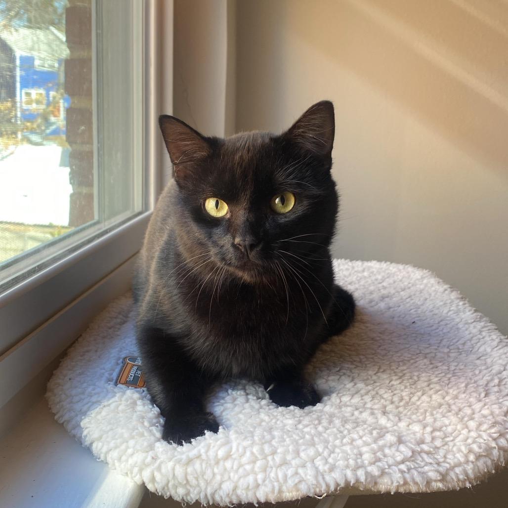 Foxwoods Casino, Adoptable, Adult Male Domestic Short Hair.
