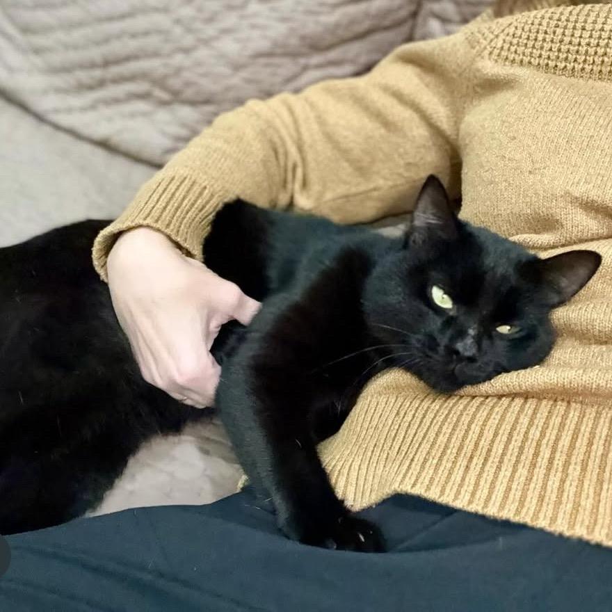 Foxwoods Casino, a Adoptable Domestic Short Hair in Fort Belvoir, VA image 3/4