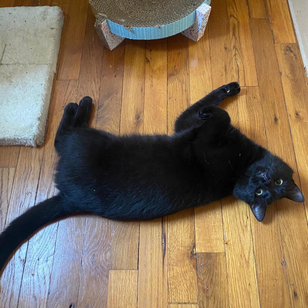 Enlarge Foxwoods Casino, a Adoptable Domestic Short Hair in Fort Belvoir, VA image 4/4