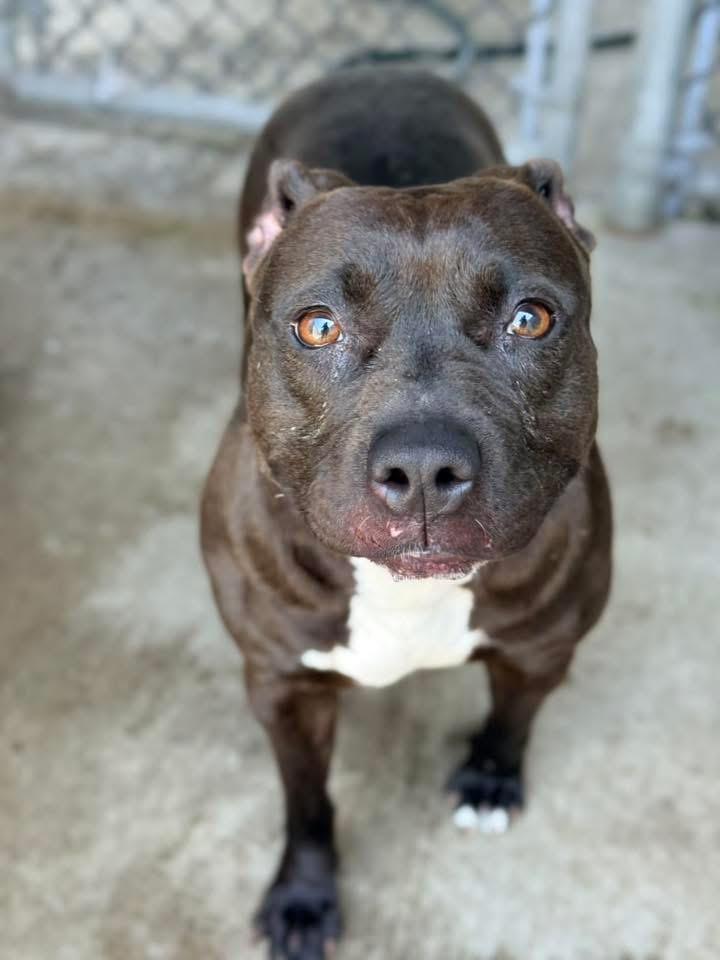 Tamaki, a ADOPTABLE Pit Bull Terrier in Chicago, IL image 4/5