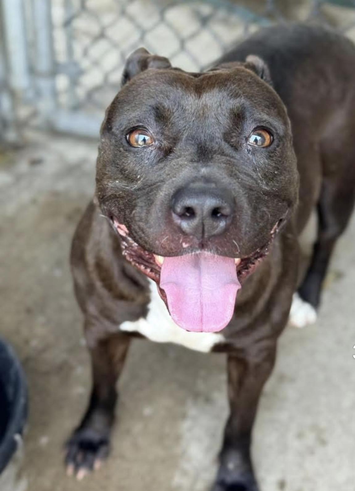 Tamaki, a ADOPTABLE Pit Bull Terrier in Chicago, IL image 2/5
