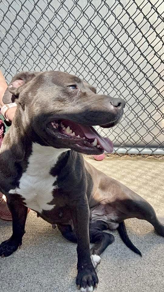 Tamaki, a ADOPTABLE Pit Bull Terrier in Chicago, IL image 3/5