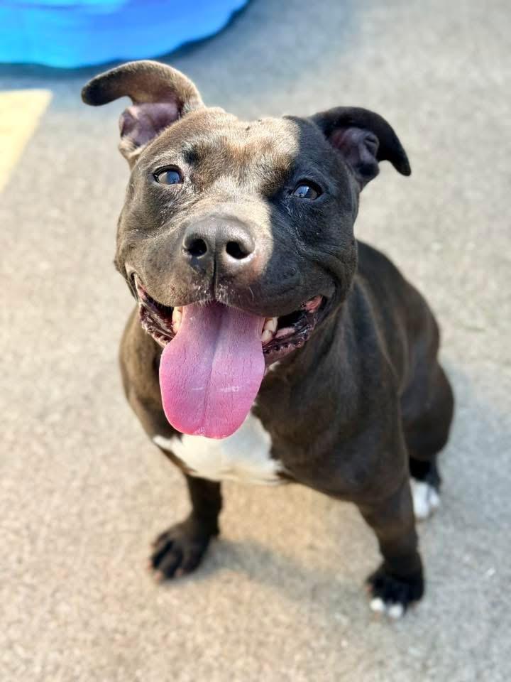 Tamaki, ADOPTABLE, Adult Female Pit Bull Terrier.