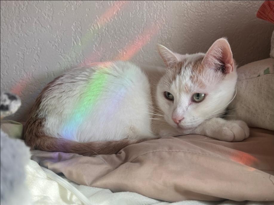 Nala, ADOPTABLE, Adult Female Domestic Short Hair.
