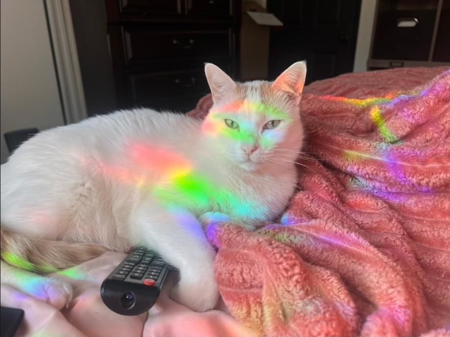 Enlarge Nala, a ADOPTABLE Domestic Short Hair in Long Beach, CA image 2/2